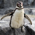 フンボルトペンギンのジャンプ（その１）