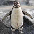 フンボルトペンギンのジャンプ（その２）