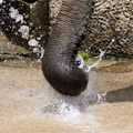 アフリカゾウの水浴び（その４）