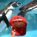 フンボルトペンギンと赤帽子