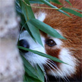 笹の葉を食べるレッサーパンダ