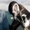 片足立ちなフンボルトペンギン（その２）