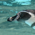優雅に泳ぐフンボルトペンギン