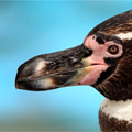 精悍な横顔のフンボルトペンギン