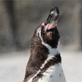 水滴を飛ばすフンボルトペンギン