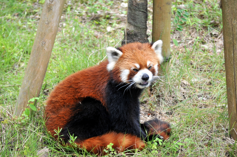 威嚇しているレッサーパンダ レッサーパンダ 愛媛県立とべ動物園にて撮影 とべ動物園 動物園写真クラブ愛媛 公式webサイト