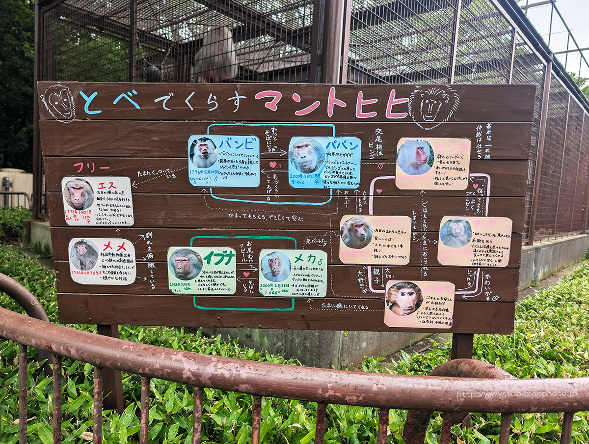マントヒヒ舎前にある、飼育員さん手書きの相関図。