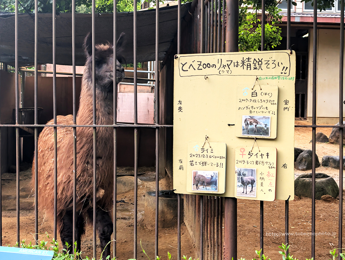 飼育員さんのラマ愛がいっぱい!