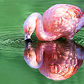 �Î�̔g��
