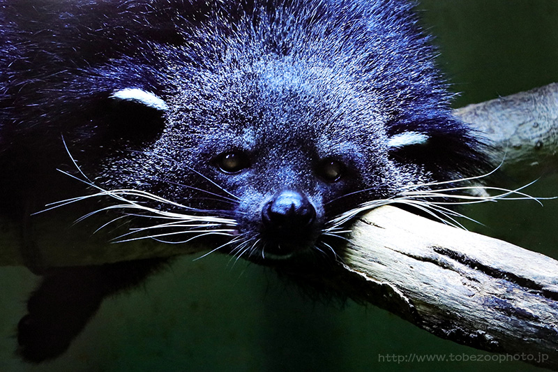 第14回とべ動物園・写真コンクール 金賞 「のんびりやさん」