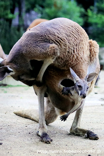 第14回とべ動物園・写真コンクール 銀賞 「親離れはいつ?」