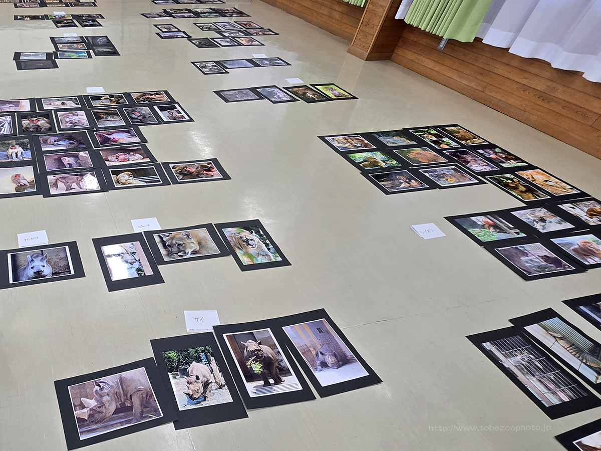 第15回とべ動物園写真コンクールの審査の様子(2026年10月上旬)